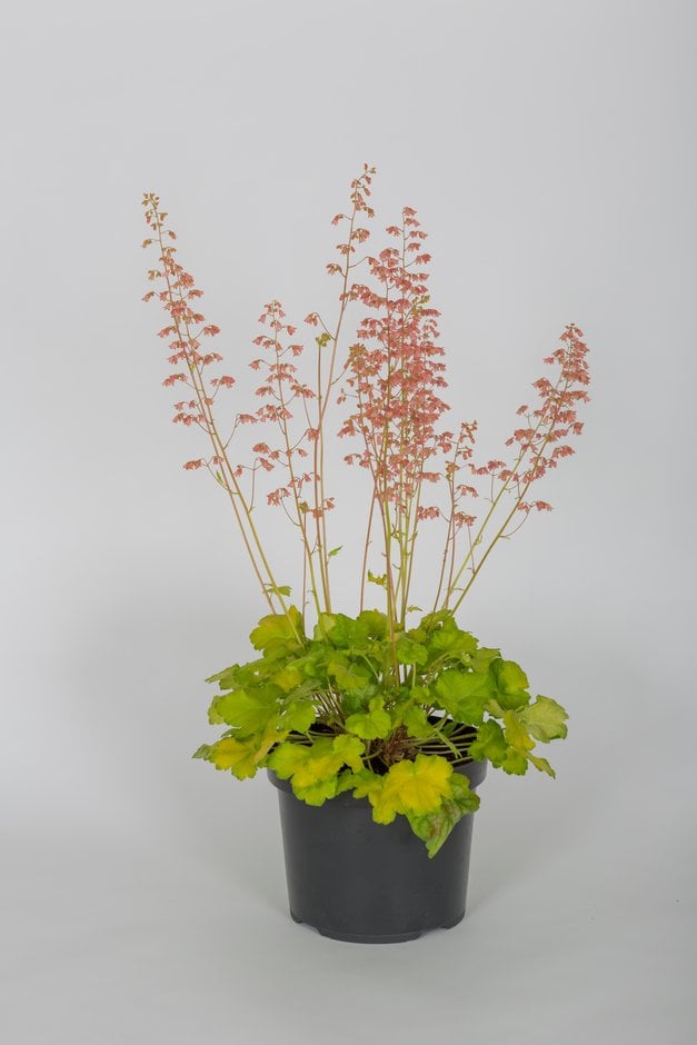 alum root 'Sweet Caroline'